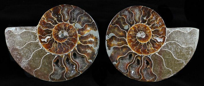 Cut & Polished Ammonite Fossil - Agatized #58715